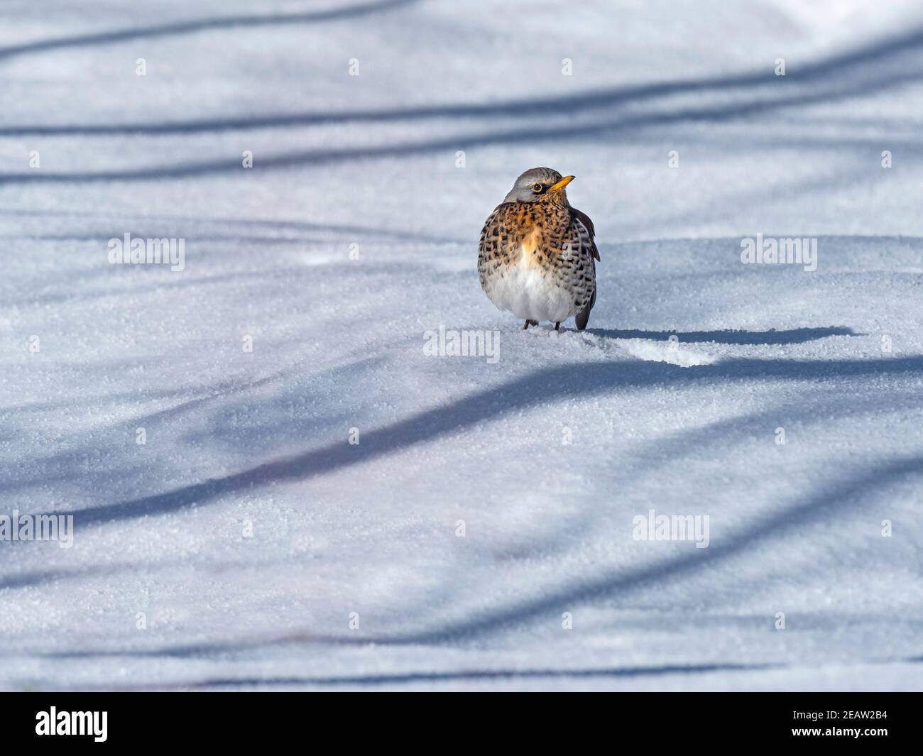 Feldfare Turdus pilaris im eisigen Schnee Norfolk UK Stockfoto