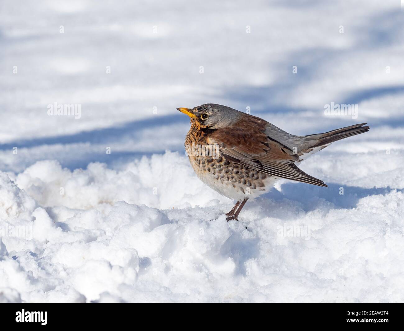 Feldfare Turdus pilaris im eisigen Schnee Norfolk UK Stockfoto