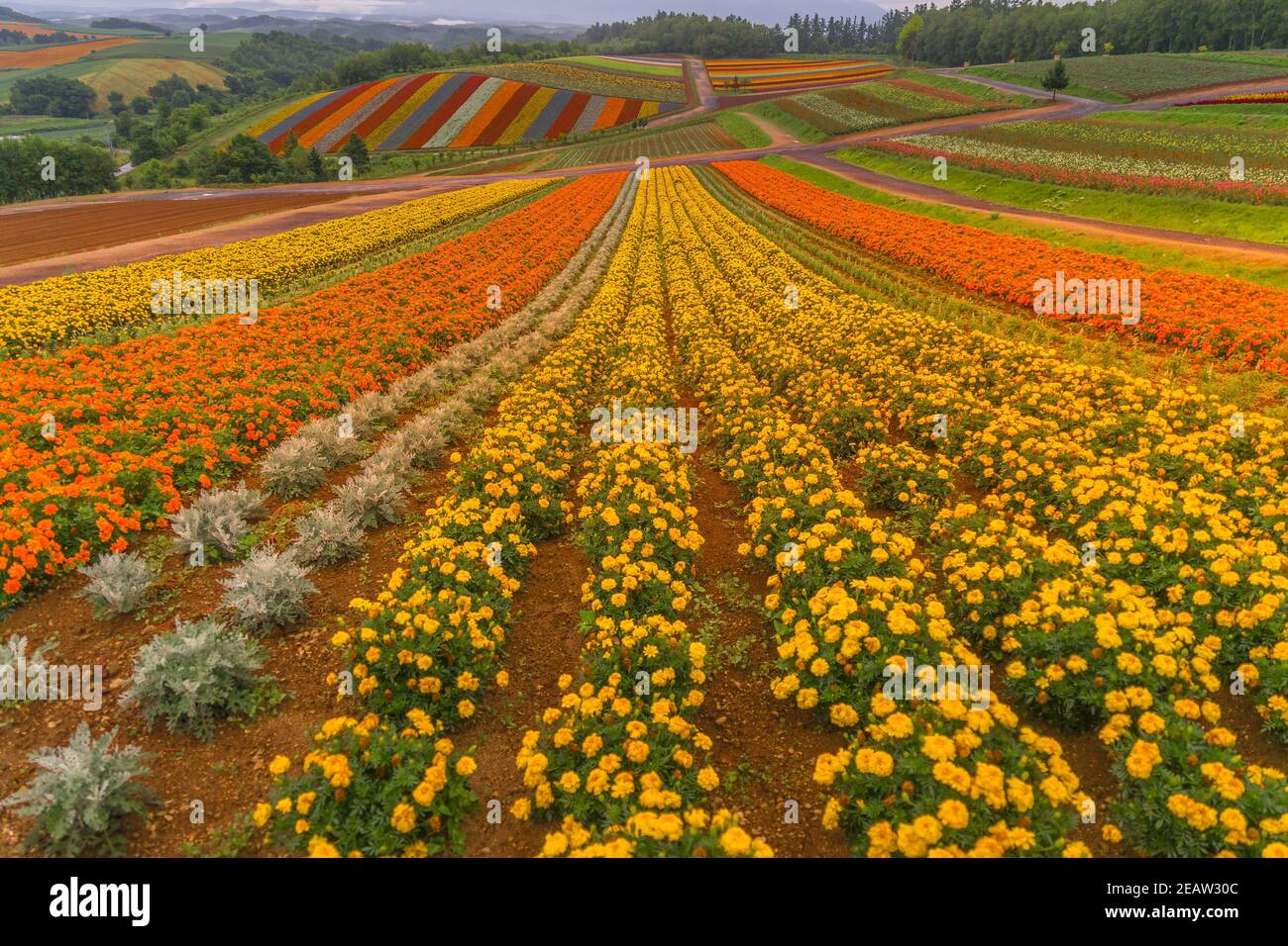 Ausblick Blumengarten von Shikisai Hill (Hokkaido Biei-Cho) Stockfoto