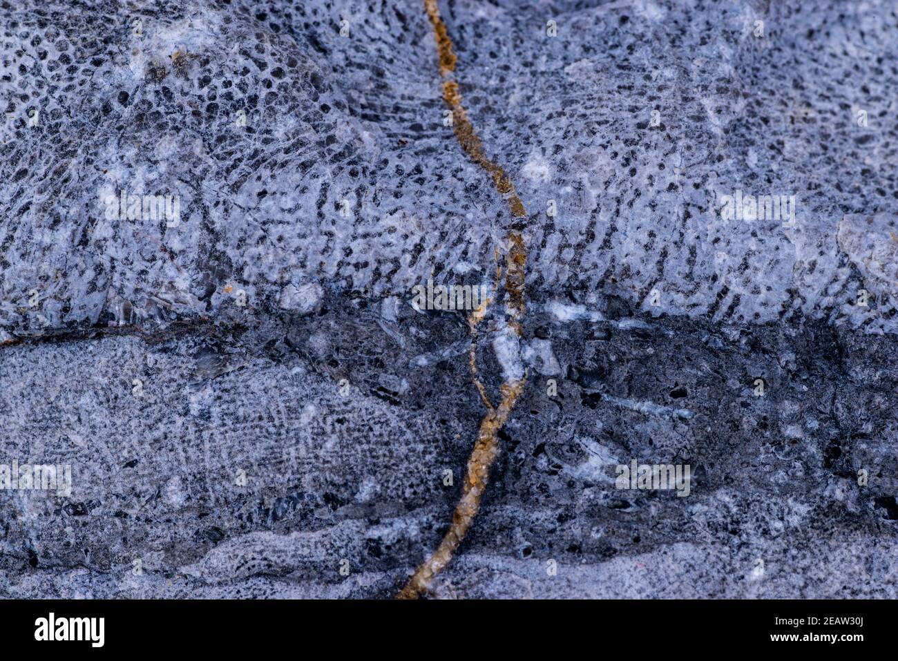 Kalkstein mit Bryozoa Fossilien in einer Nahaufnahme Stockfoto