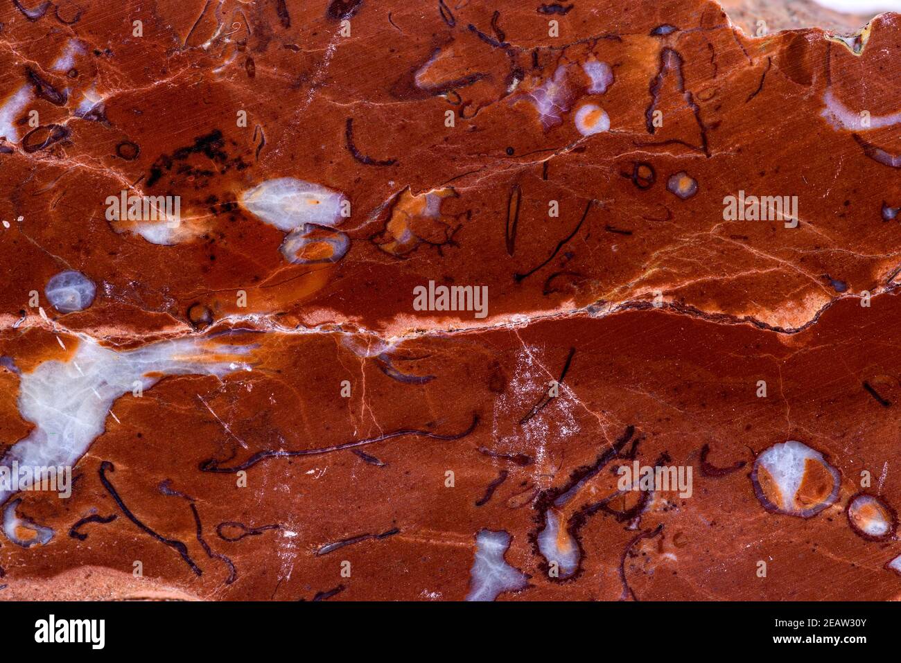 Kalkstein von Greifenstein, Deutschland mit Fossilien Stockfoto