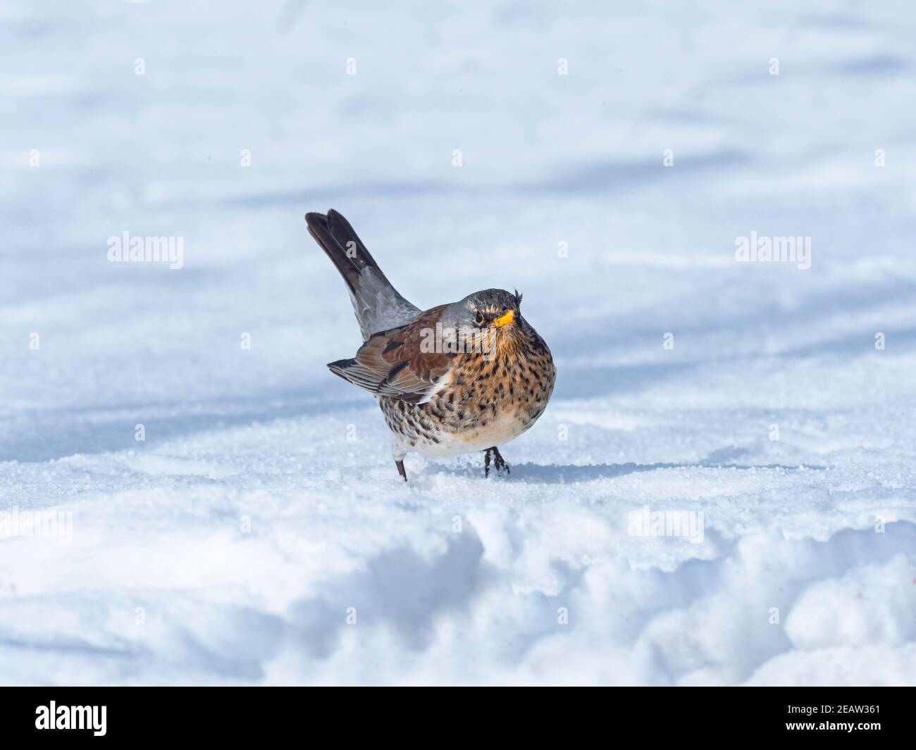 Feldfare Turdus pilaris im eisigen Schnee Norfolk UK Stockfoto