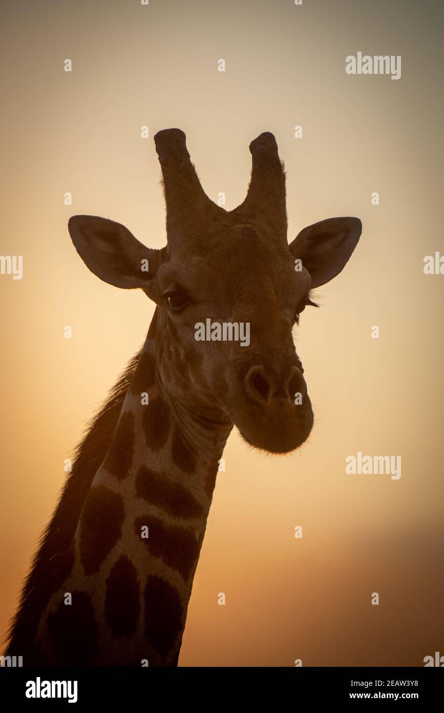 Nahaufnahme des südlichen Giraffenkopfes in der Abenddämmerung Stockfoto