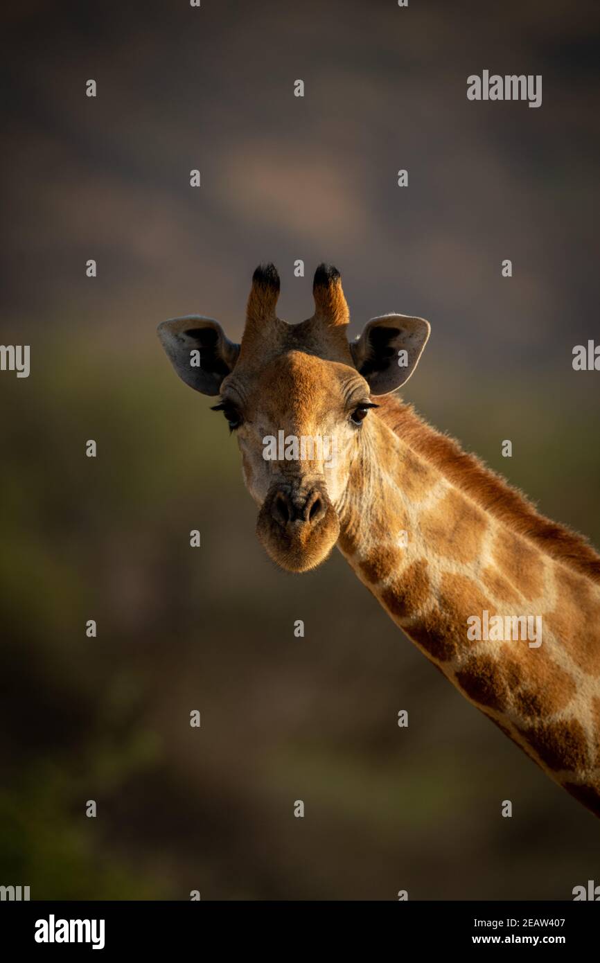 Nahaufnahme von Kopf und Hals der südlichen Giraffe Stockfoto