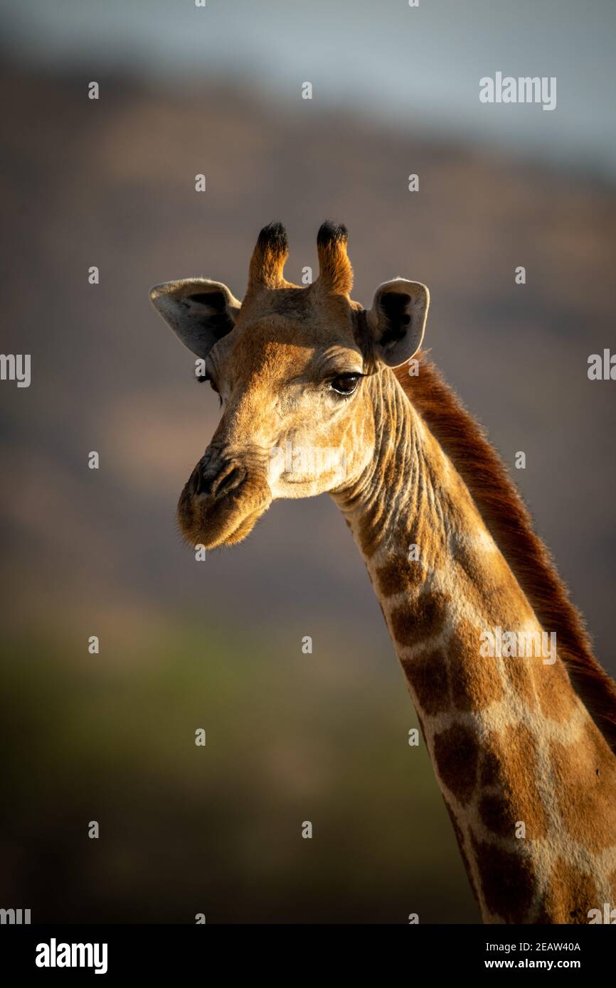 Nahaufnahme des südlichen Giraffenkopfes mit Catchlight Stockfoto