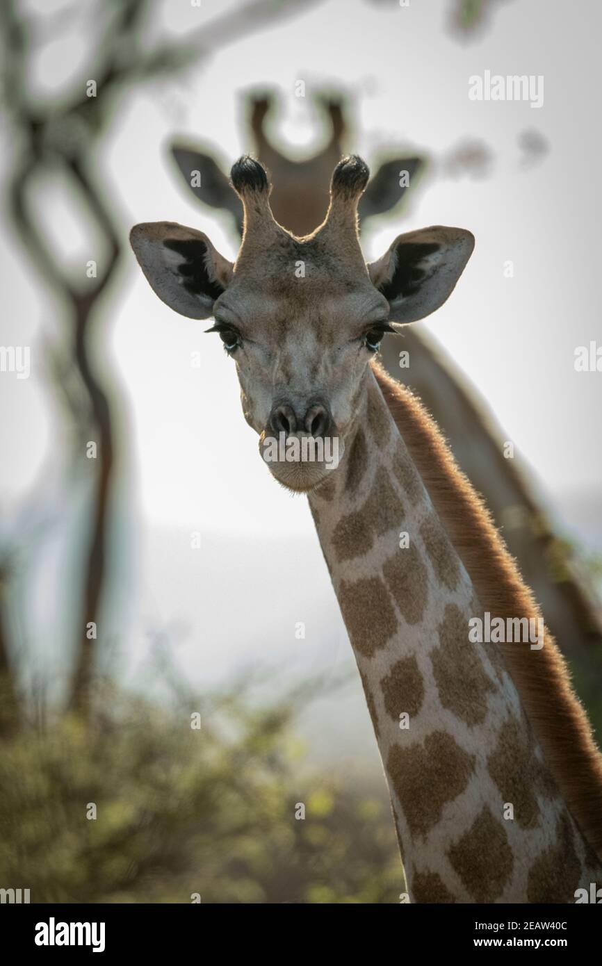 Nahaufnahme von südlichen Giraffen, die sich spiegeln Stockfoto