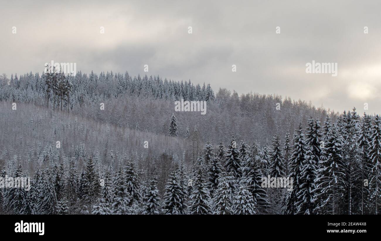 Verschneite Winterszene mit Wolken und Wald Stockfoto