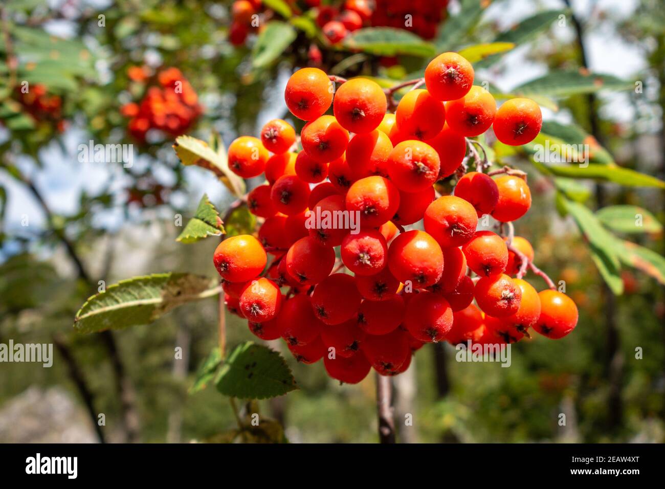Vogelbeeren im Vanoise Nationalpark Tal, Französische alpen Stockfoto