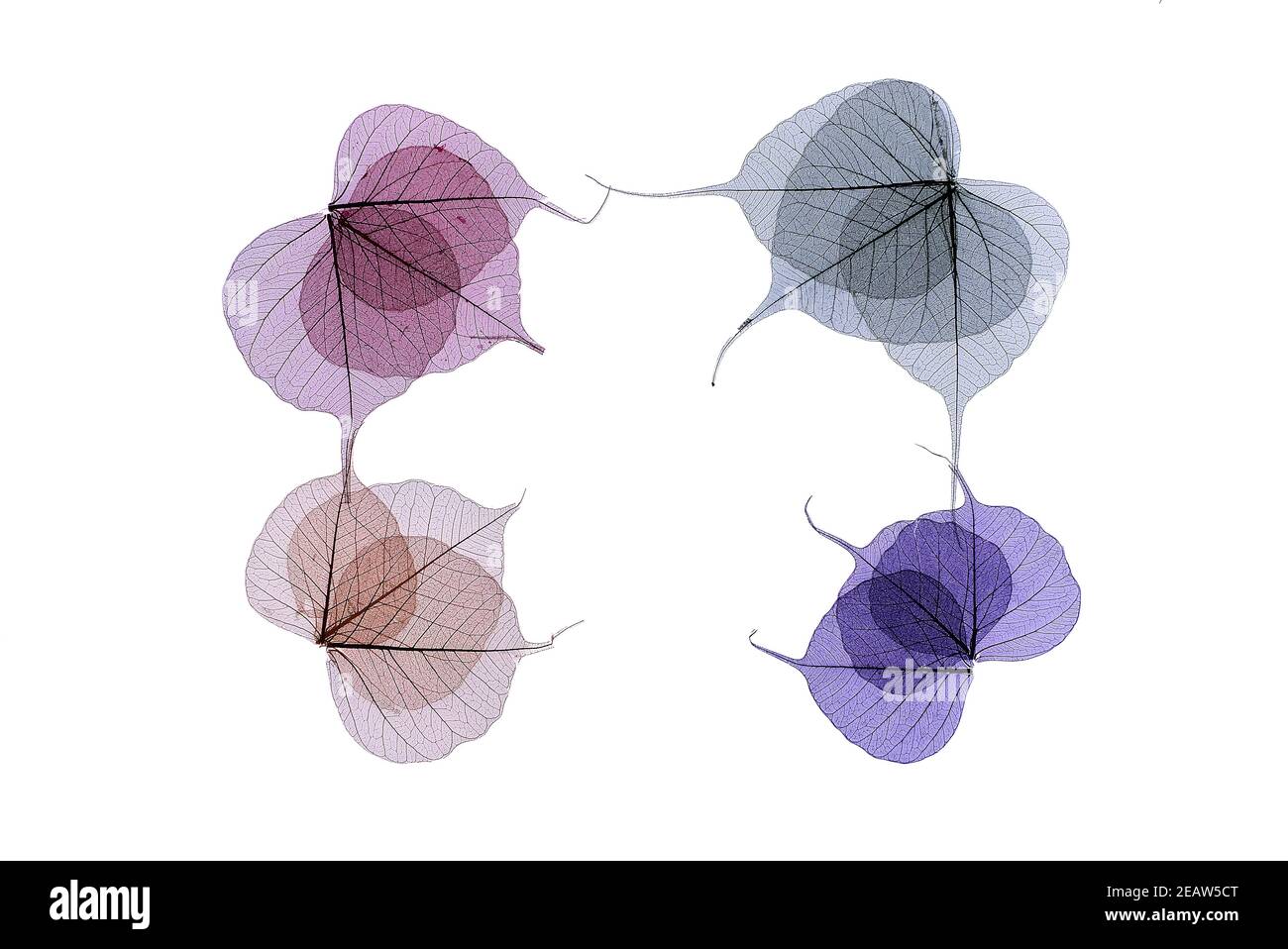 Künstlerischer Rahmen von farbigen Skelett Blätter Stockfoto