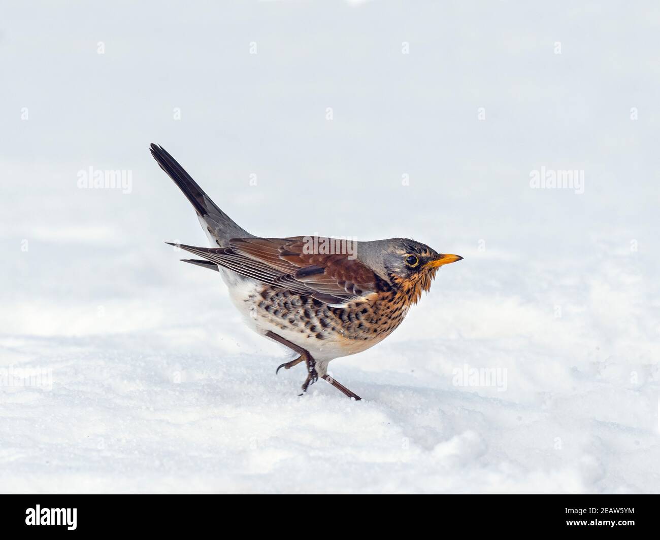 Feldfare Turdus pilaris im eisigen Schnee Norfolk UK Stockfoto