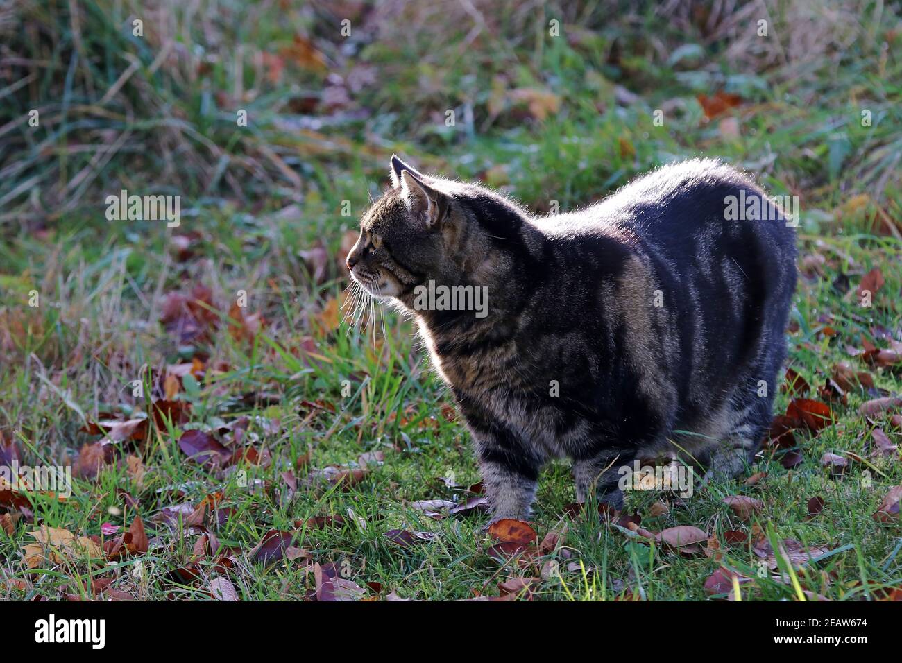 Eine schwarze und braune Katze im Herbst gegen das Licht Der Sonne Stockfoto