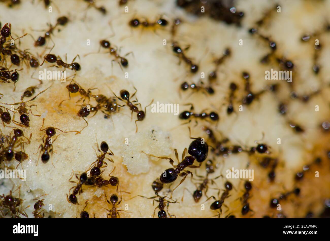 Argentinische Ameisen Linepitheema humile Fütterung auf Lebensmittelreste. Stockfoto