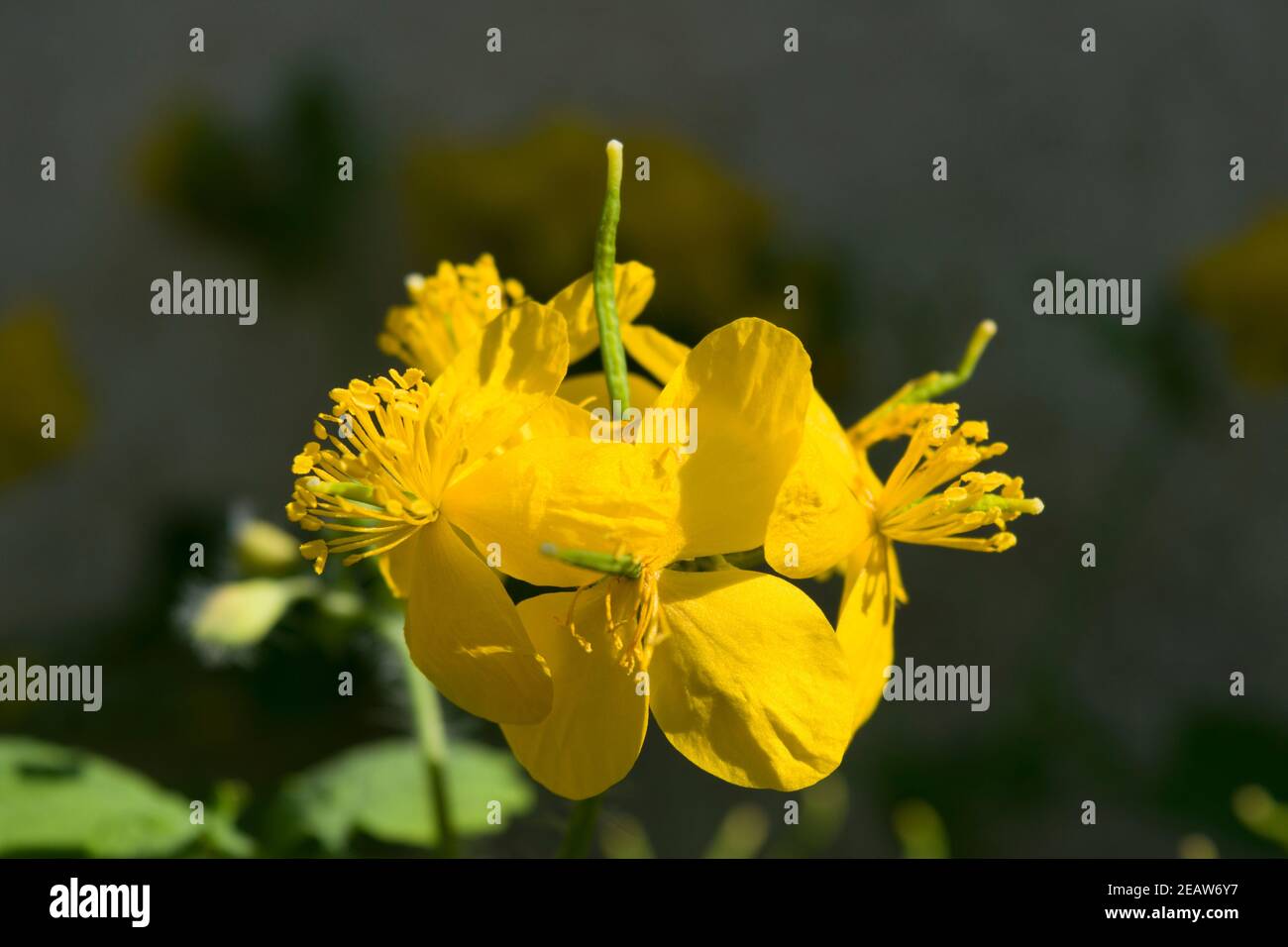 Celandine Pflanze der Familie der Butterblume, die gelbe Blüten im frühen Frühjahr produziert. Sonnenfoto. Stockfoto