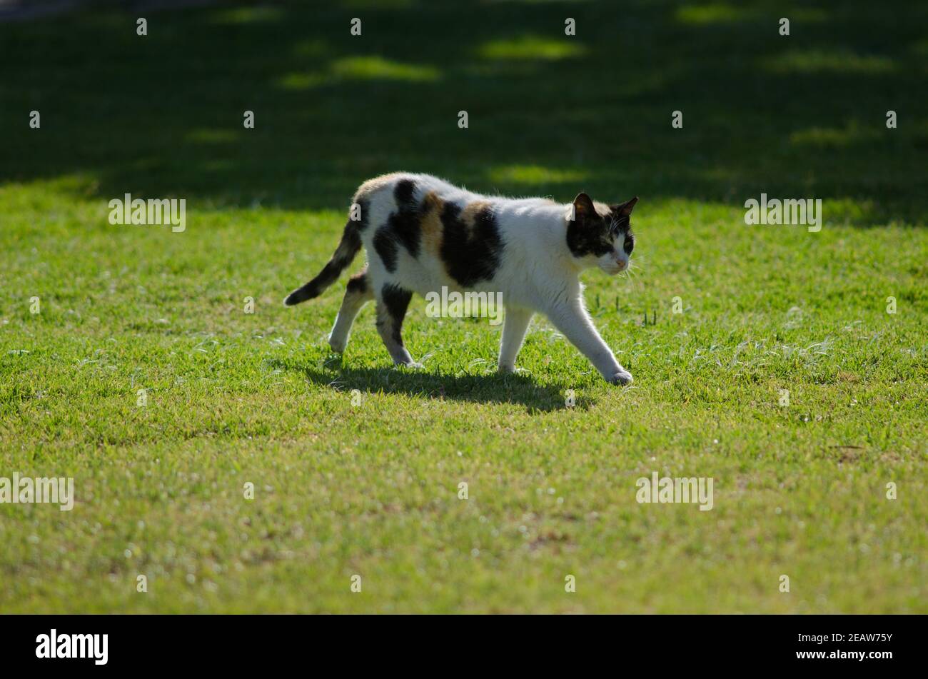 Katze, die auf dem Gras eines Gartens läuft. Stockfoto