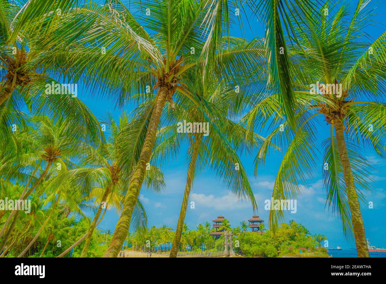 Palmen und blauer Himmel (Singapur Sentosa Island) Stockfoto