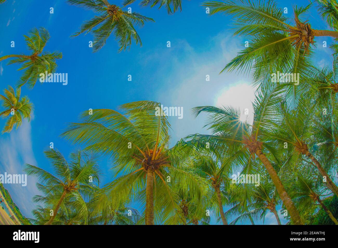 Palmen und blauer Himmel (Singapur Sentosa Island) Stockfoto