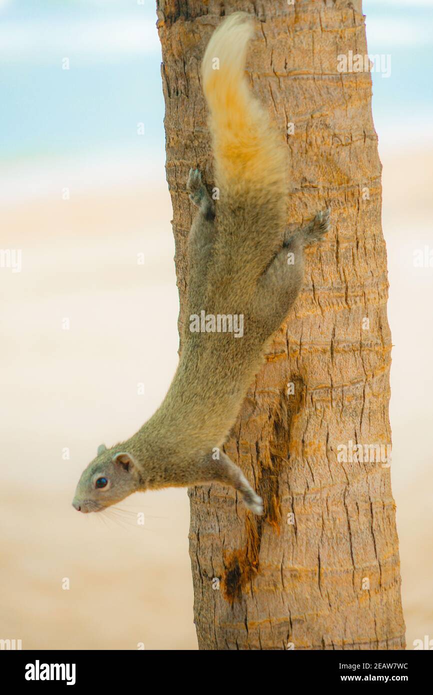 Pattaya Beach nettes Eichhörnchen (Thailand) Stockfoto
