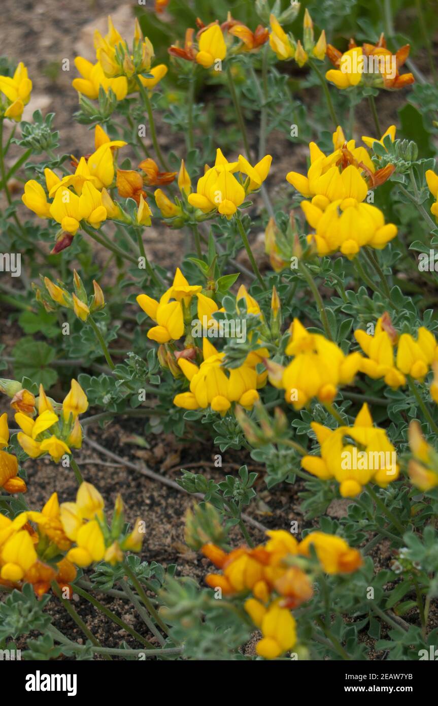 Vogelfuß-Trefoil Lotuslancerottensis in Blüte. Stockfoto