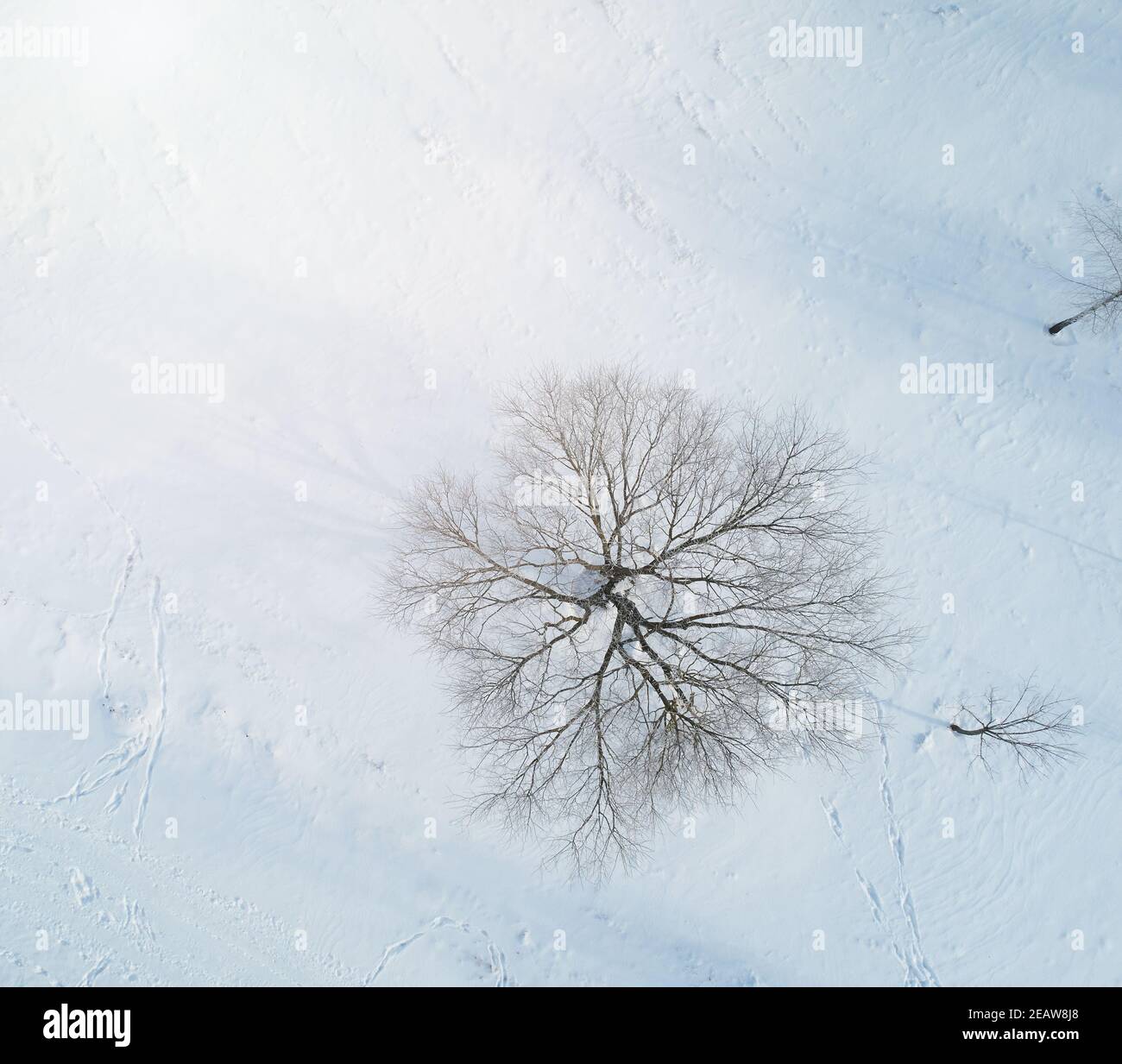 Ein Baum auf Schnee Hintergrund Antenne über oben Drohne Ansicht Stockfoto