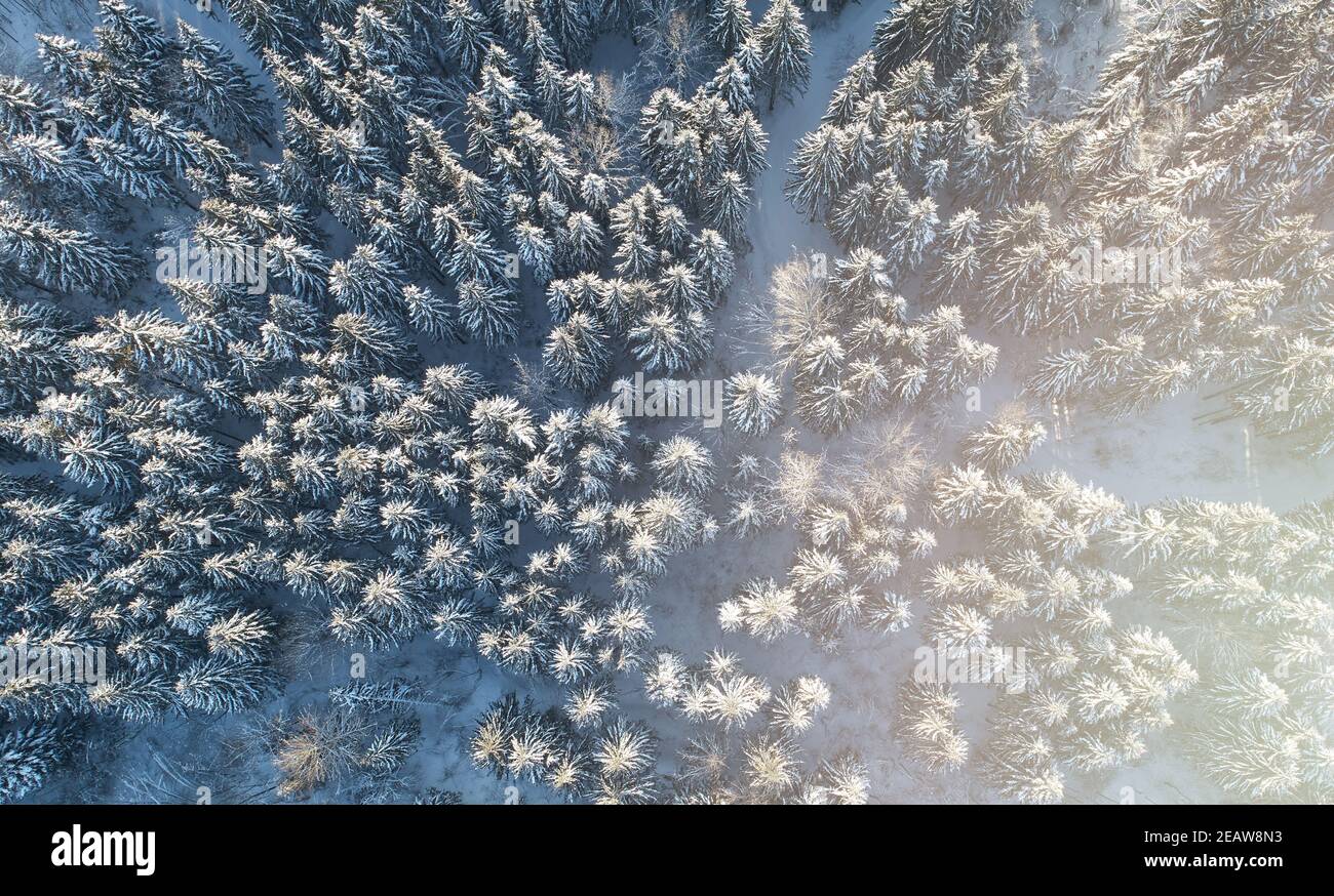 Verschneite Landschaft Hintergrund. Tannenwald mit blauem Schnee Luftdrohne Draufsicht Stockfoto