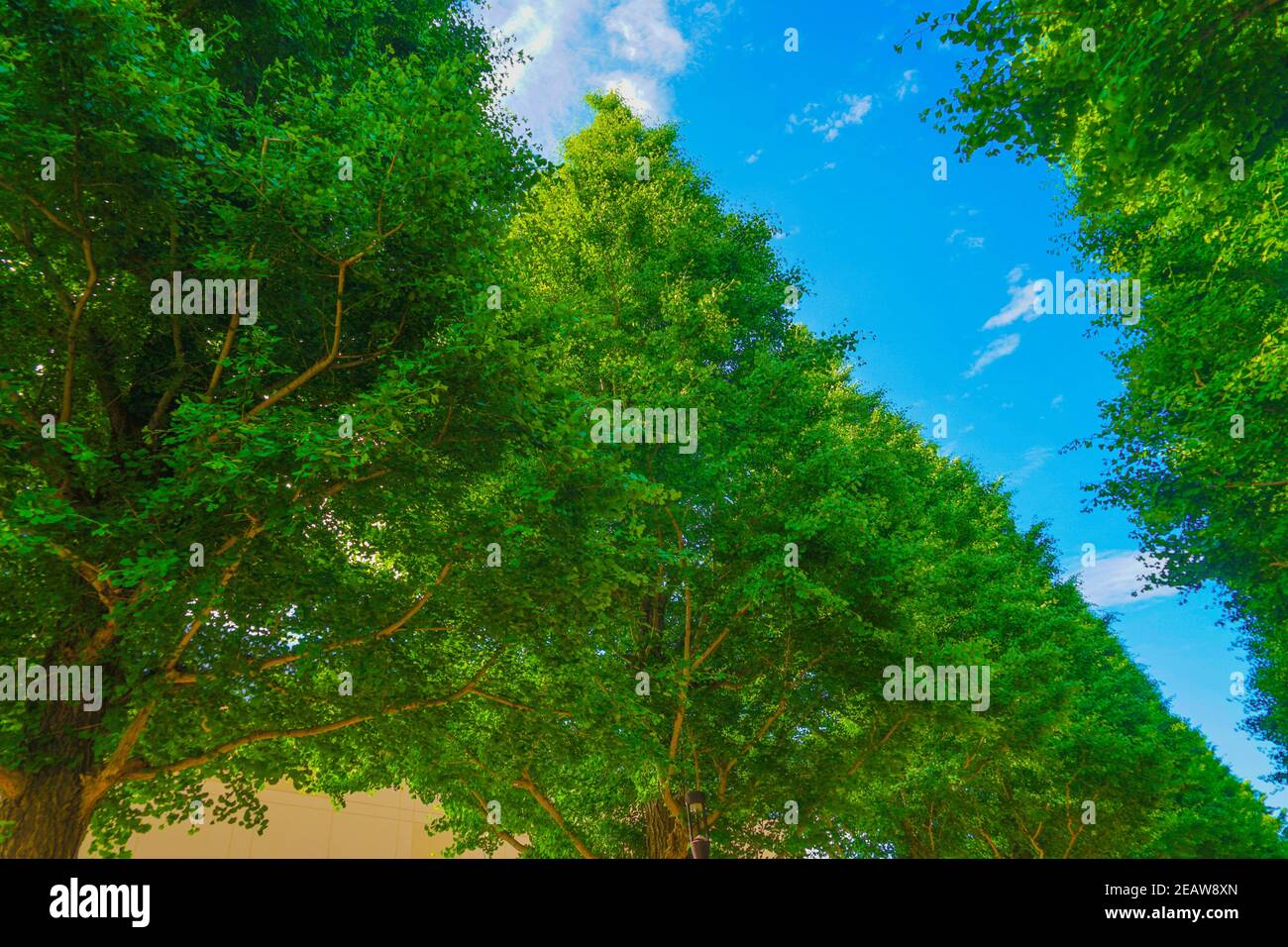 Ginkgo von Bäumen gesäumte Straßen von frischem Grün (Akishima) Stockfoto