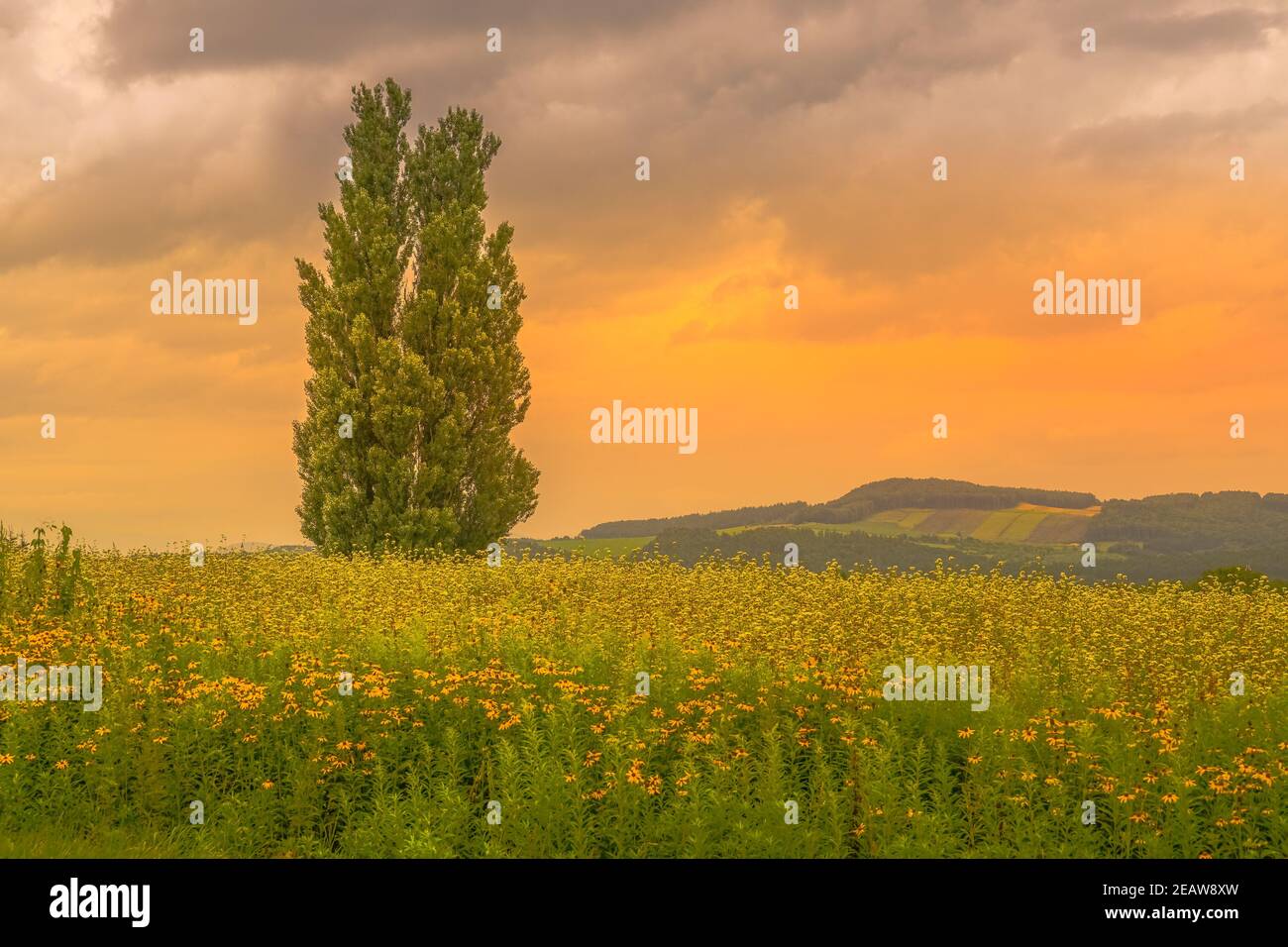 Ken und Maria von Bäumen und Sonnenuntergang (Hokkaido Biei-Cho) Stockfoto