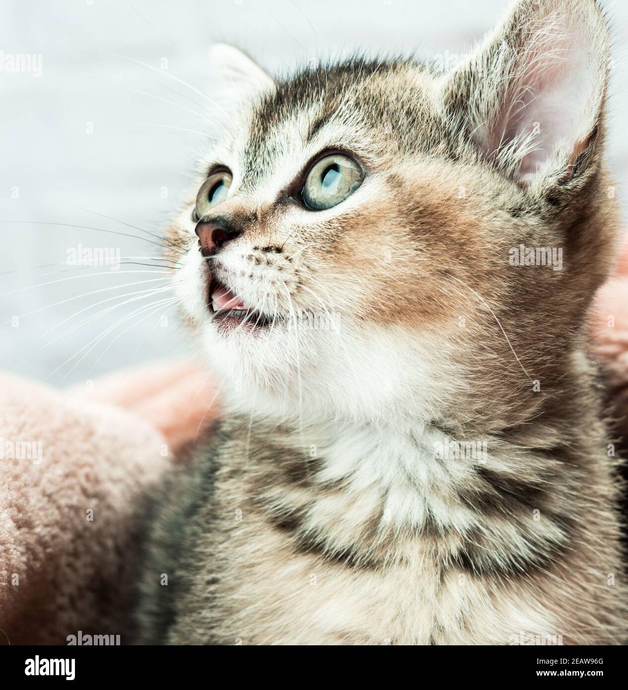 Kätzchen golden getickt britischen Chinchilla gerade Stockfoto
