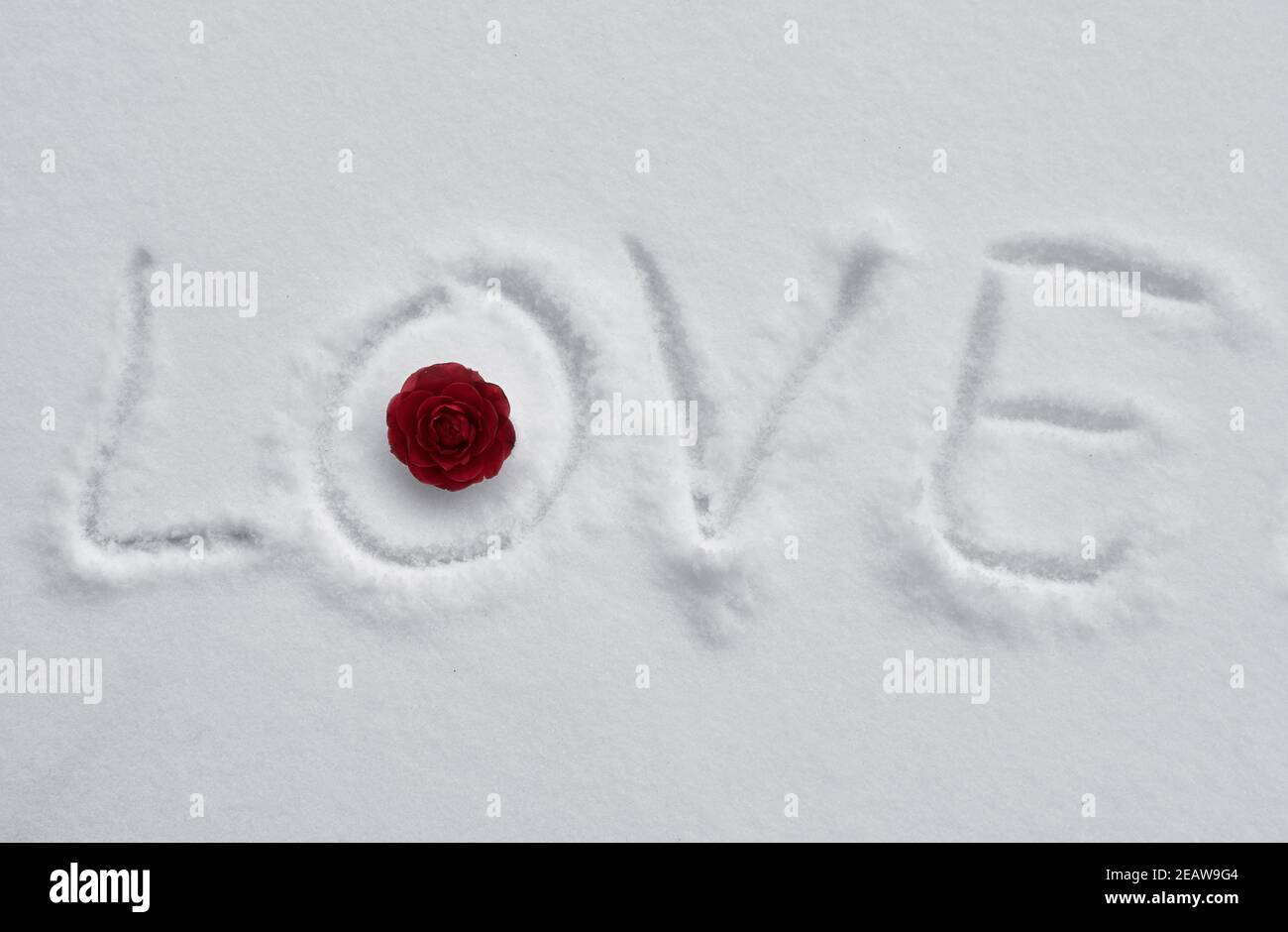 Das Wort Liebe in weißem Schnee mit einer roten Rose geschrieben, Valentinstag Hintergrund. Stockfoto
