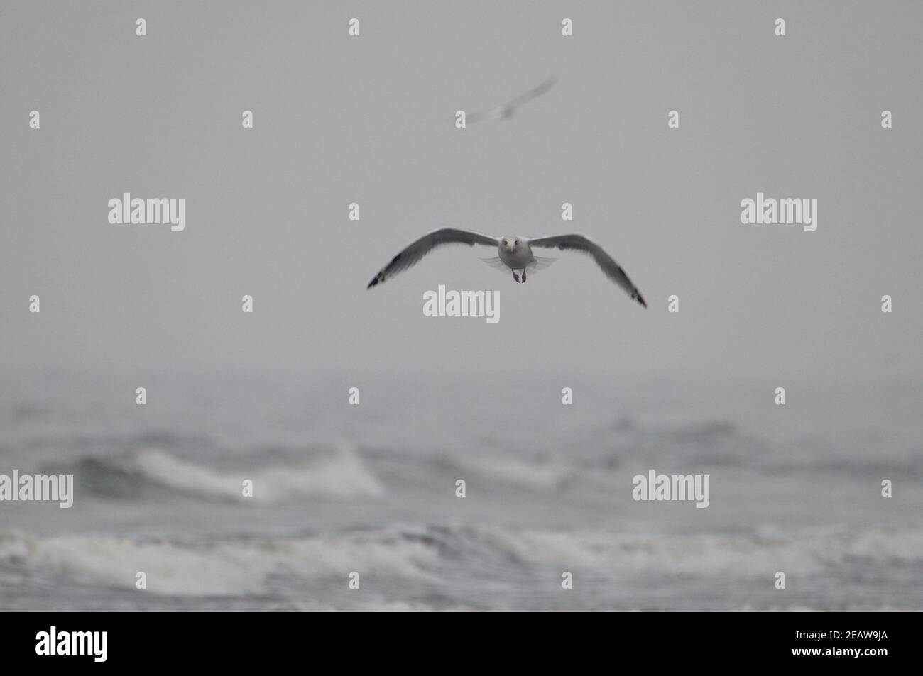 Möwen jagen Stockfoto