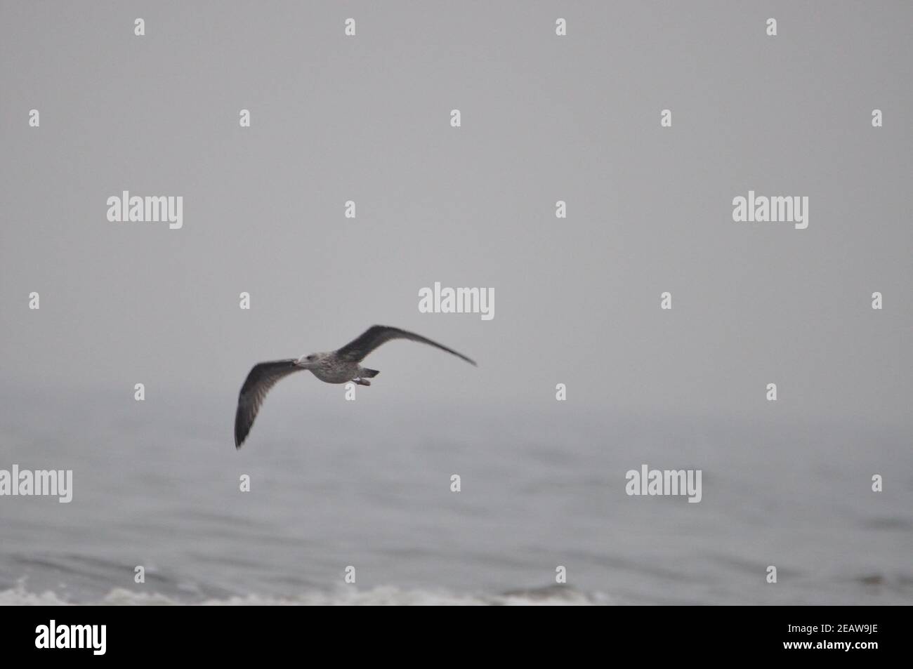 Möwen jagen Stockfoto