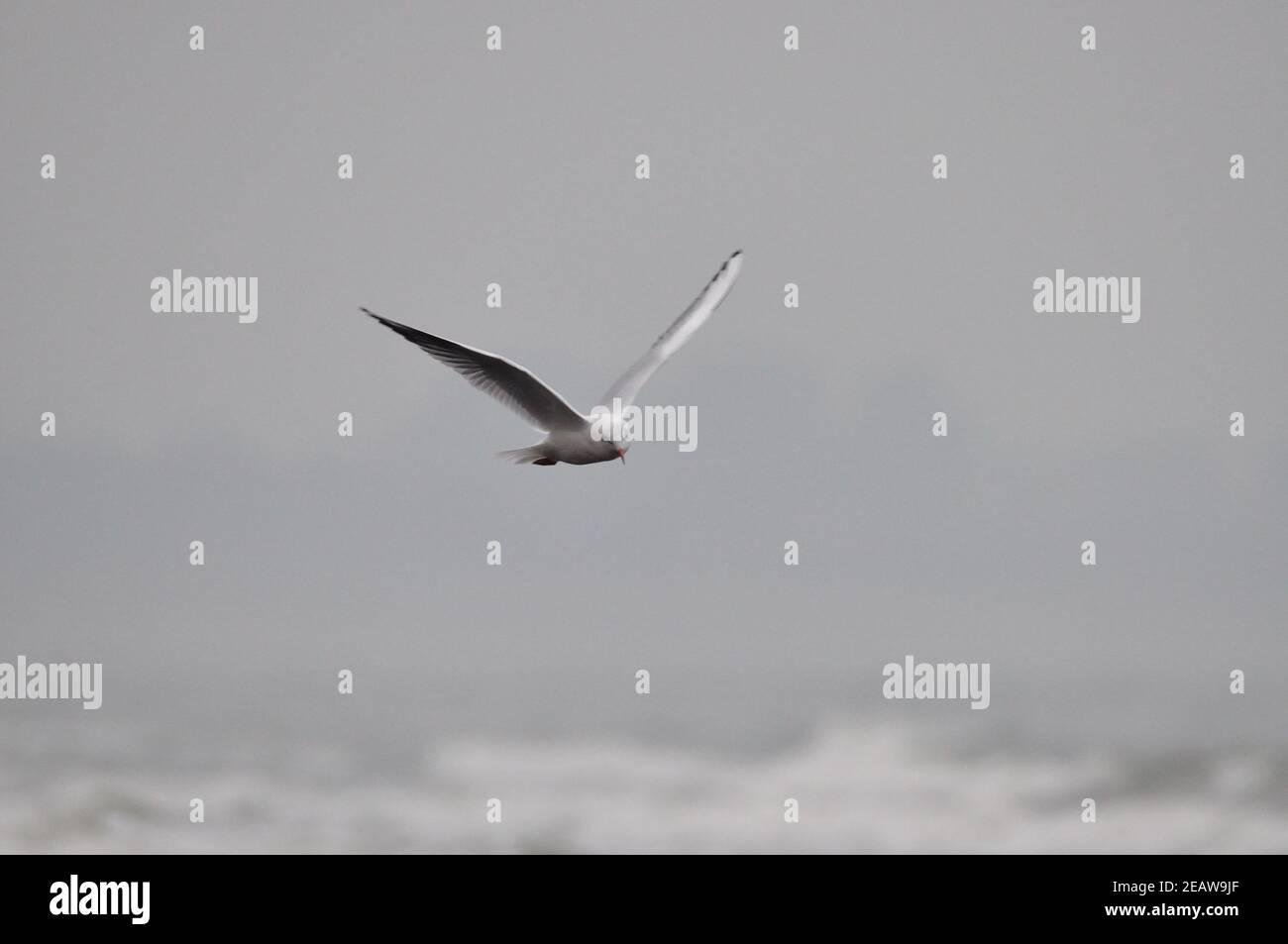 Möwen jagen Stockfoto