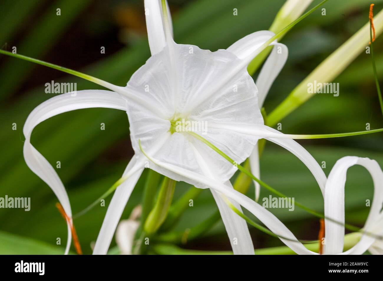 Hymenocallis x macrostephana Stockfoto