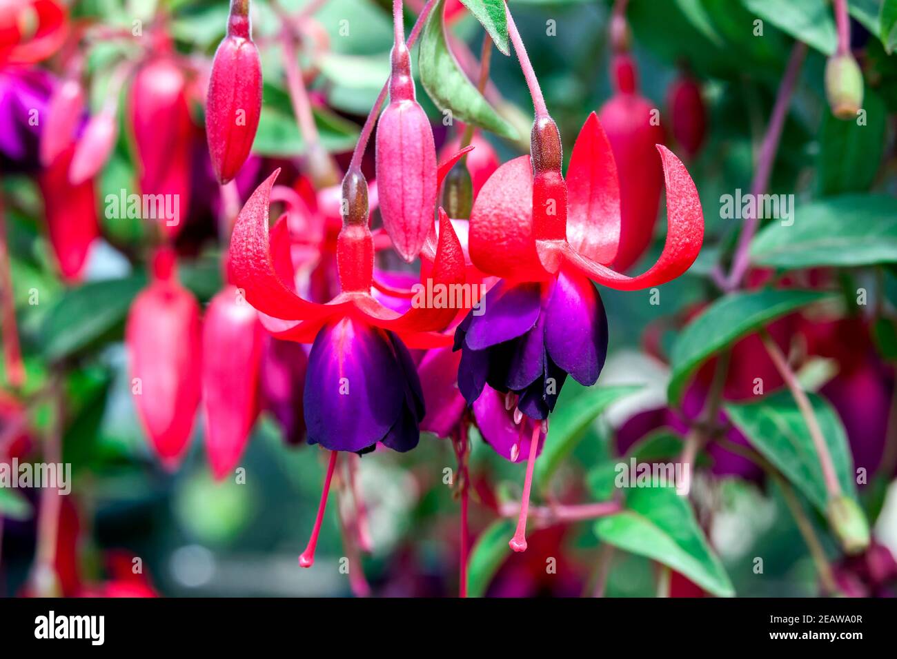 Fuchsia „Charming“ Stockfoto