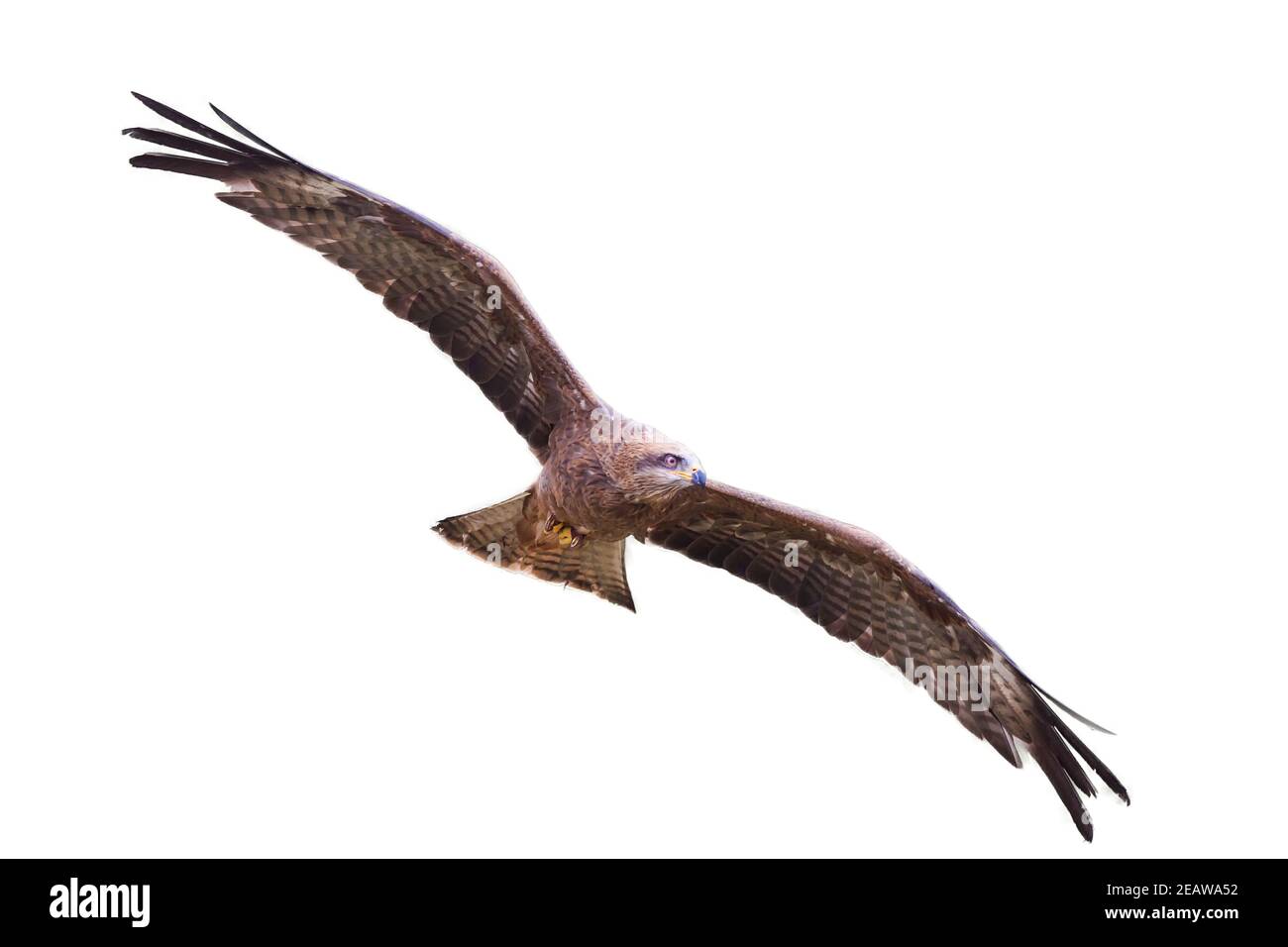 Schwarzer Drachen (Milvus migrans) Greifvogel, der mit ausgebreiteten Flügeln im Flug fliegt Ausschneiden und isoliert Stockfoto