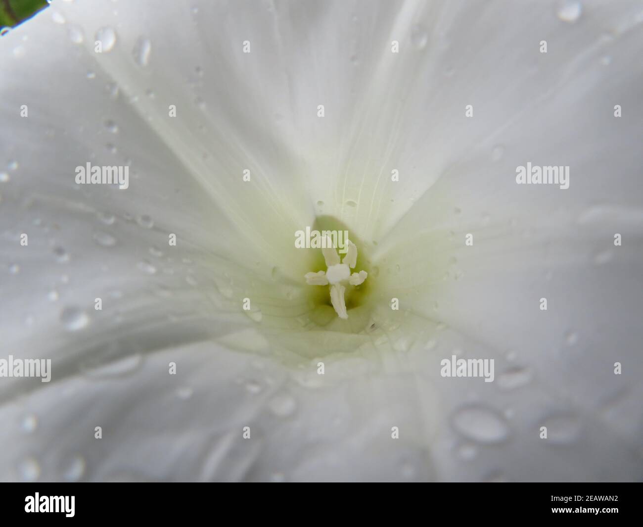 Schöne nasse weiße Blume mit natürlichen Makro-Details Stockfoto