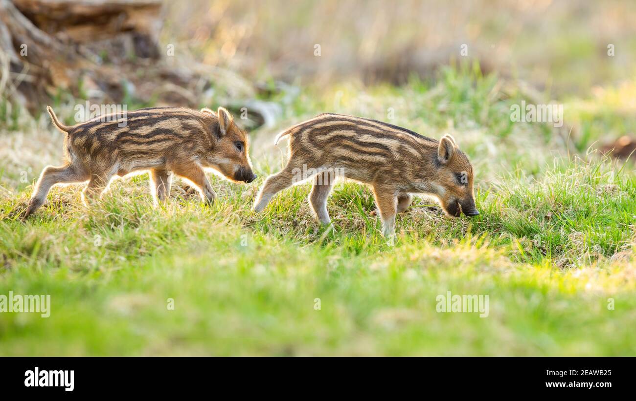 Junge Wildschweine grasen auf der Wiese in der Natur des Frühlings Stockfoto