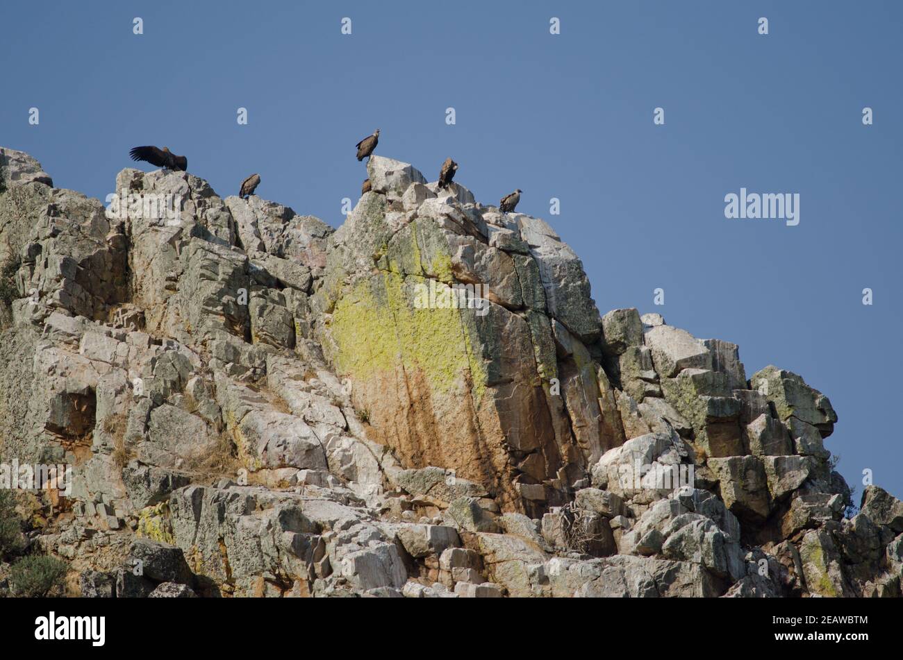 Gänsegeier Grips fulvus auf einer Klippe. Stockfoto