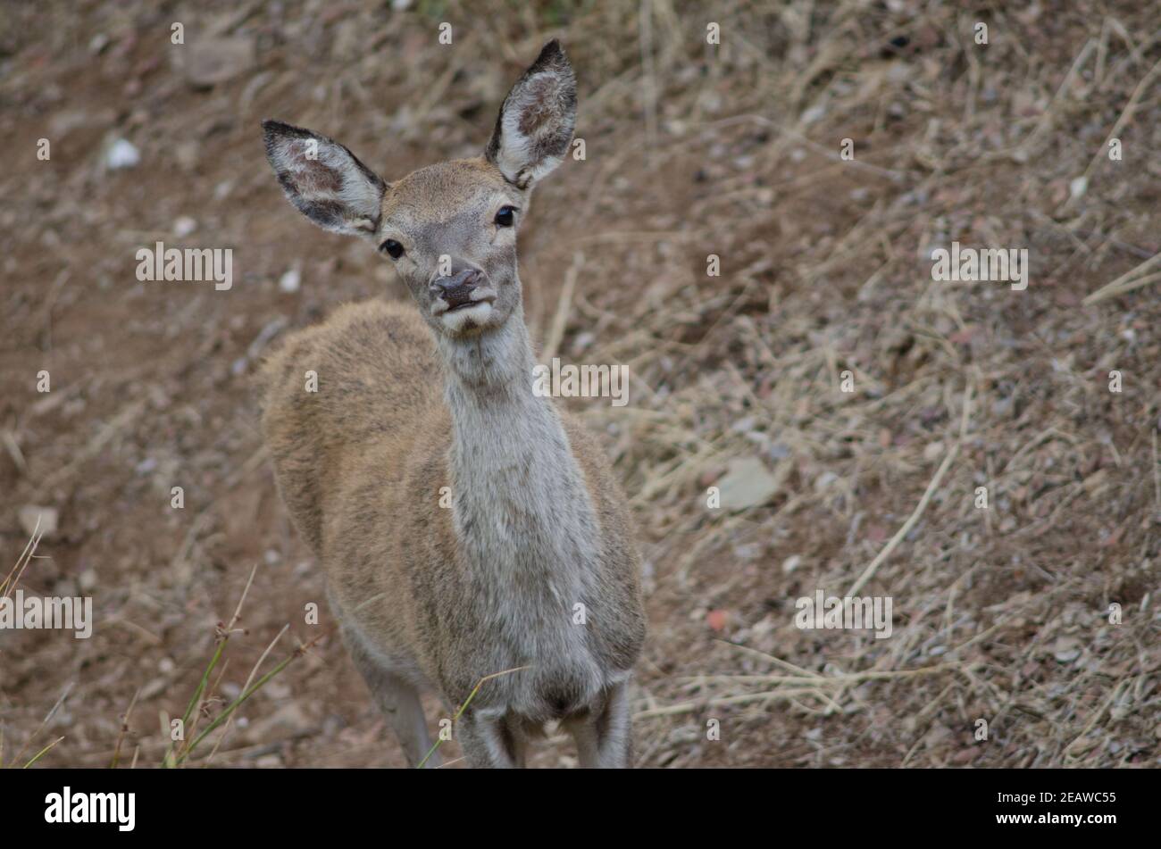 Spanischer Rothirsch. Stockfoto