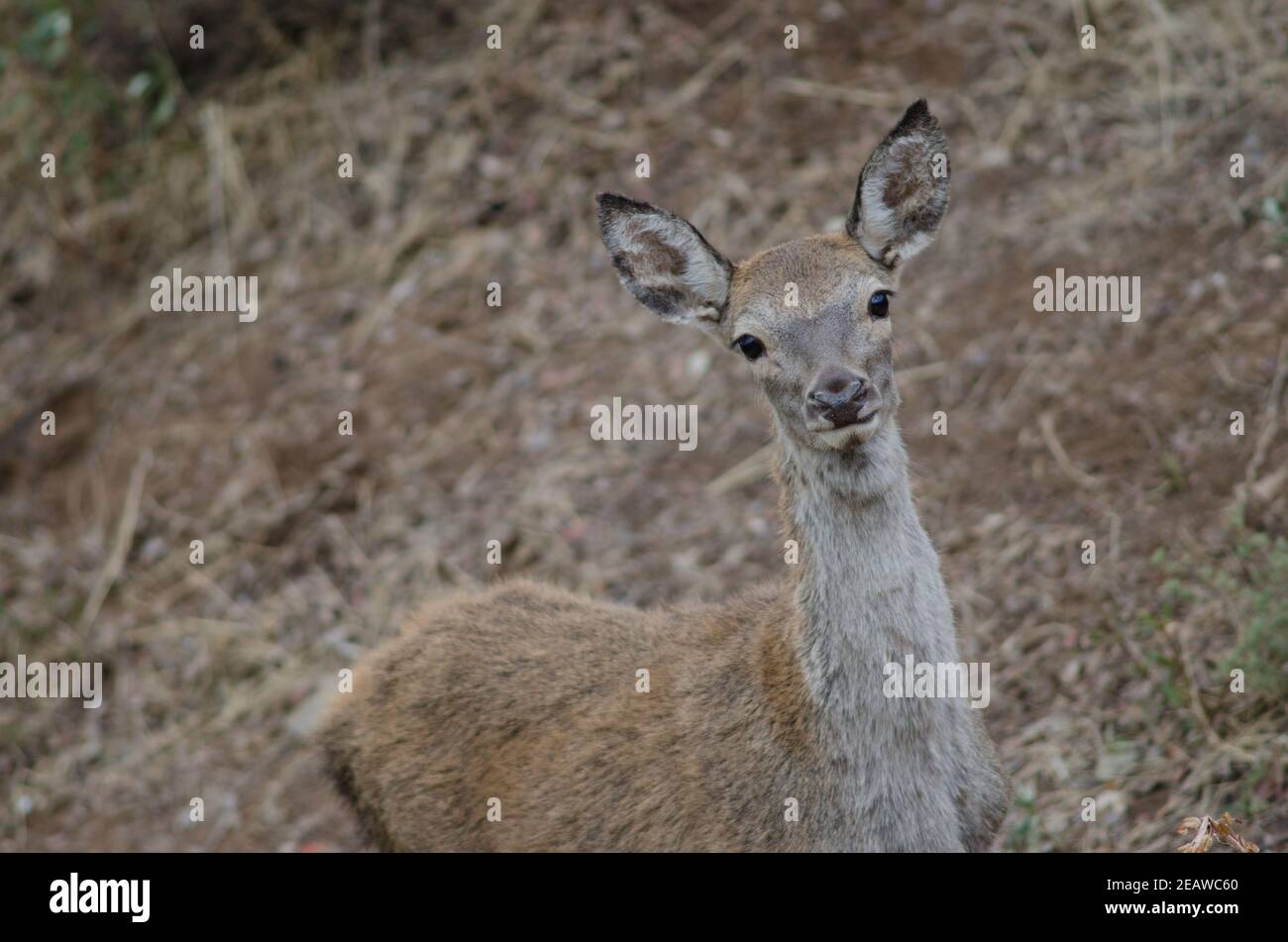 Spanischer Rothirsch. Stockfoto