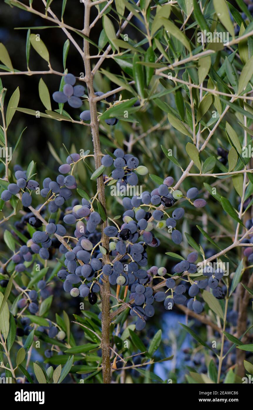 Olivenbäume. Stockfoto