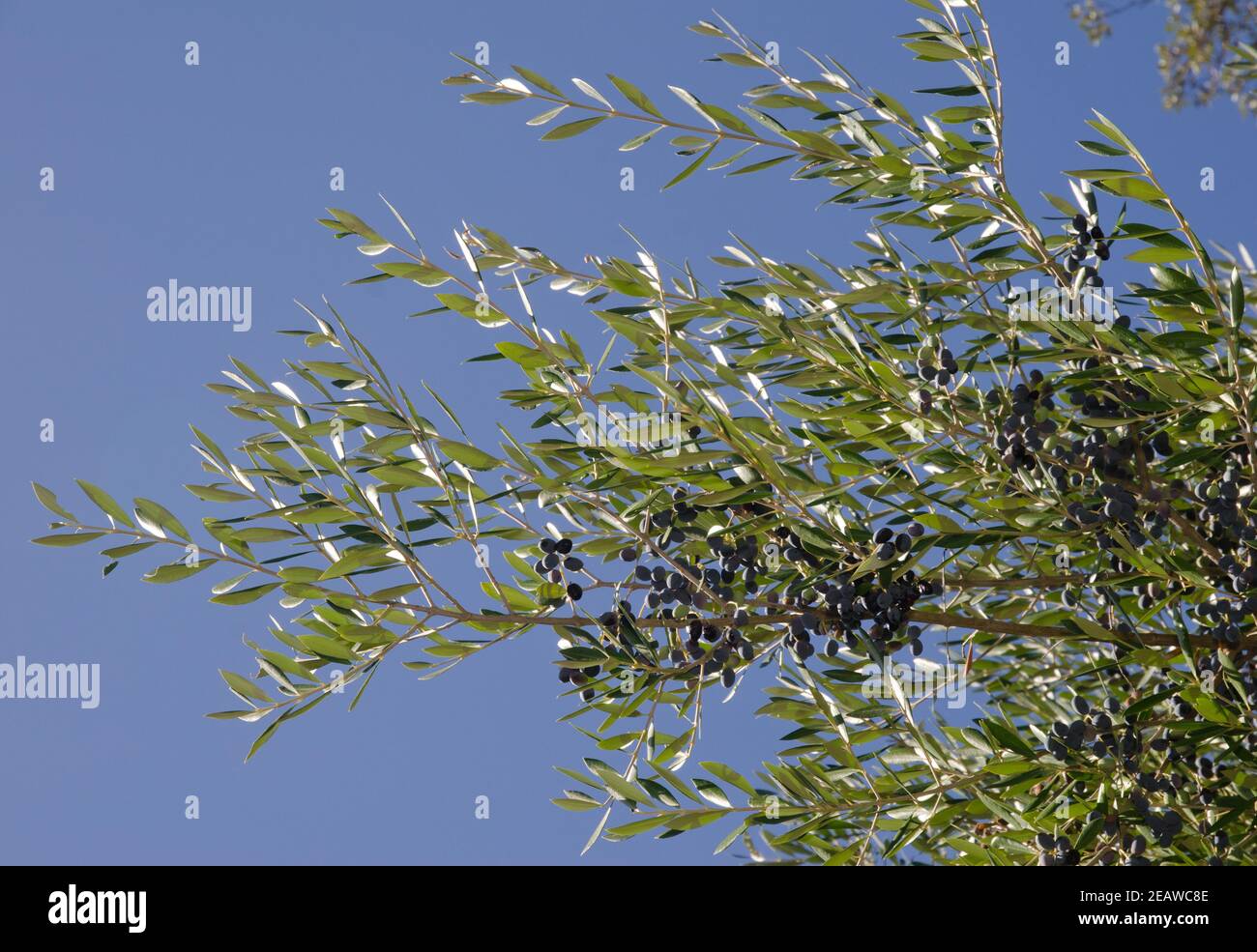 Olive mit Früchten. Stockfoto