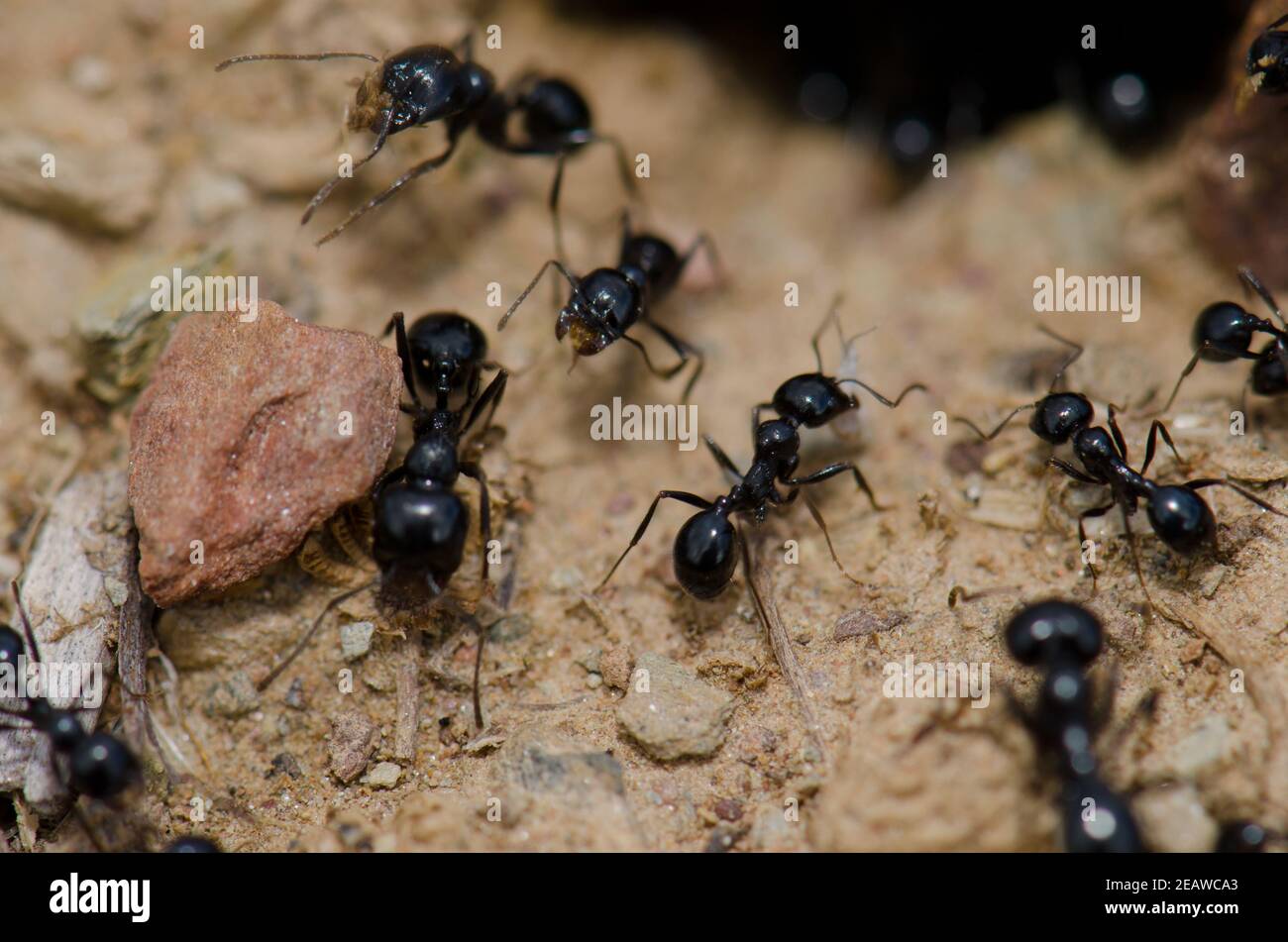 Ameisen im Monfrague National Park. Stockfoto