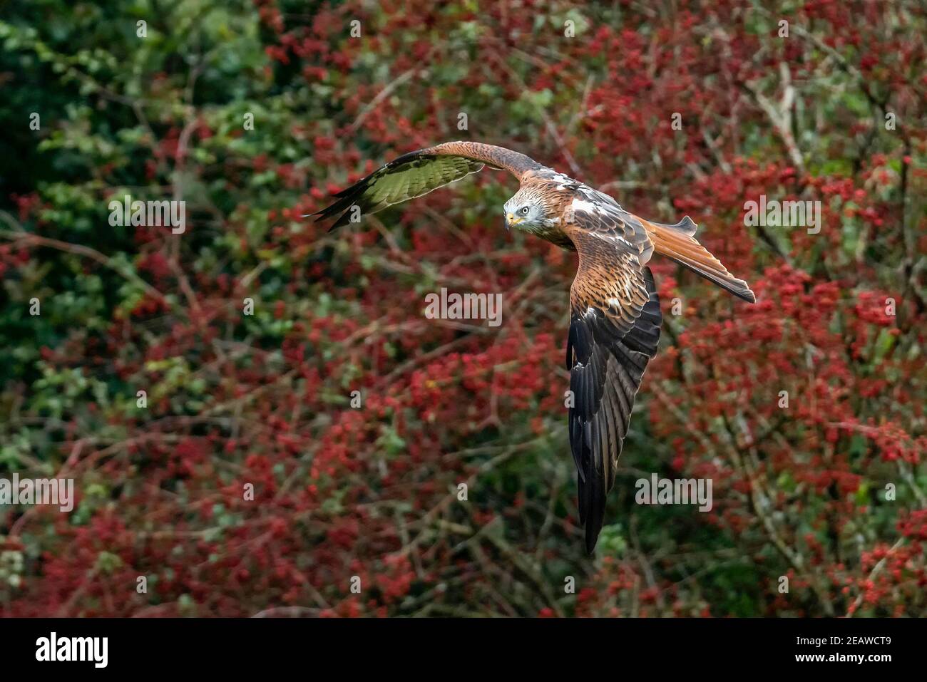 Rotmilan (Milvus Milvus) Stockfoto