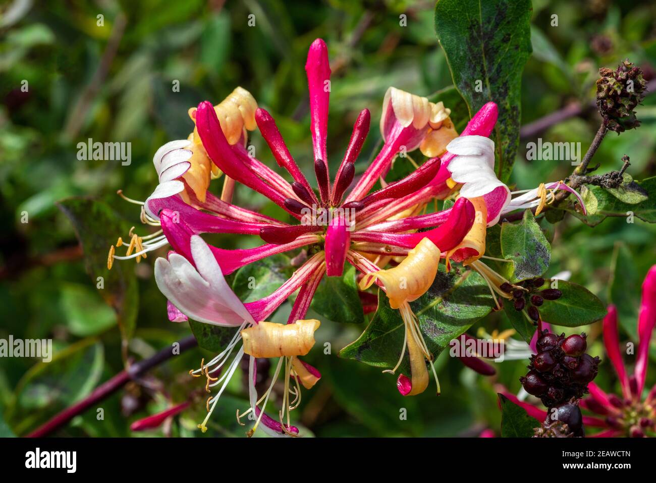 Lonicera Periclymenum "Honeybush" Stockfoto