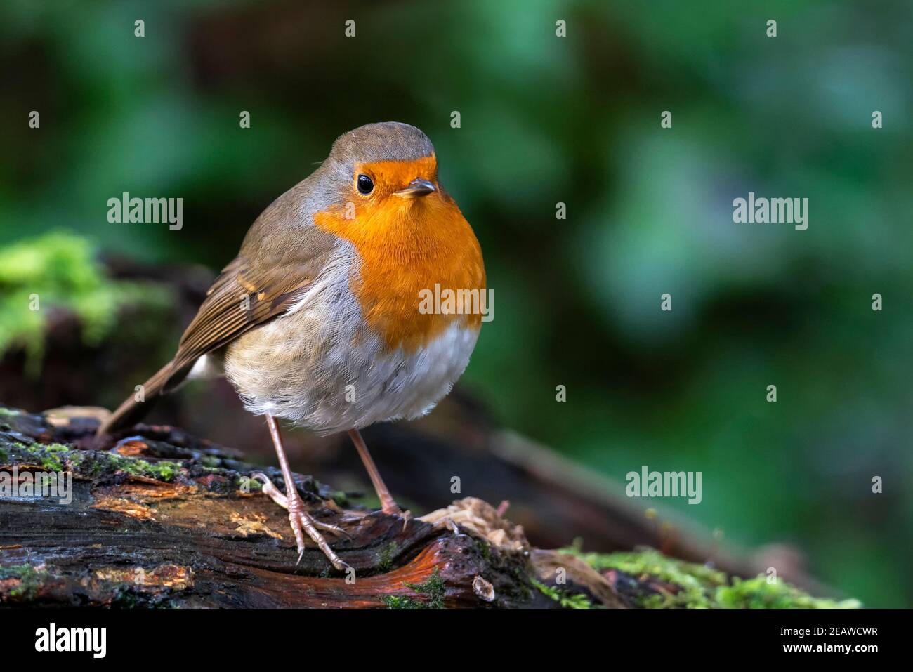 Rotbrustvogel (Erithacus rubecula) Stockfoto