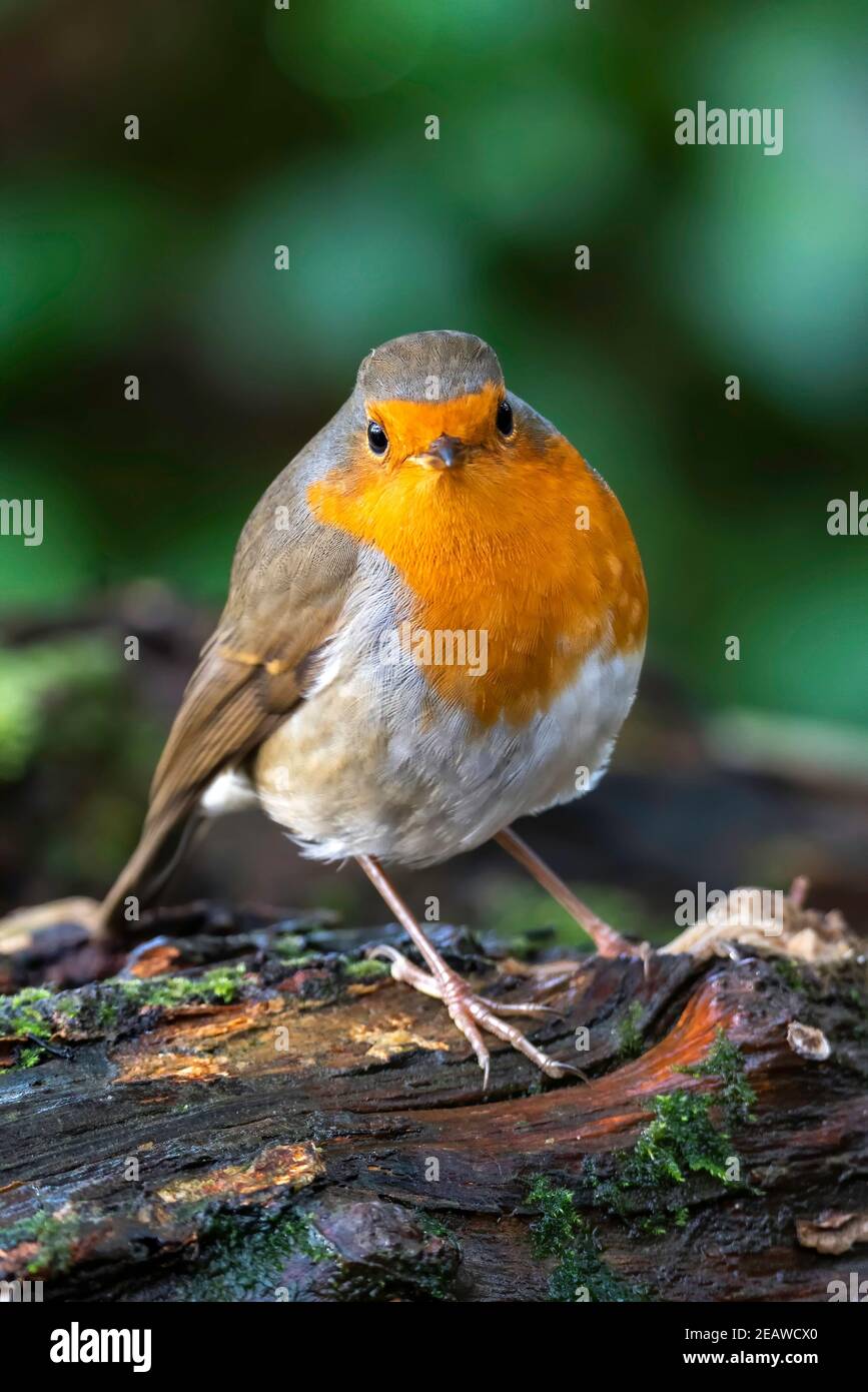 Rotbrustvogel (Erithacus rubecula) Stockfoto