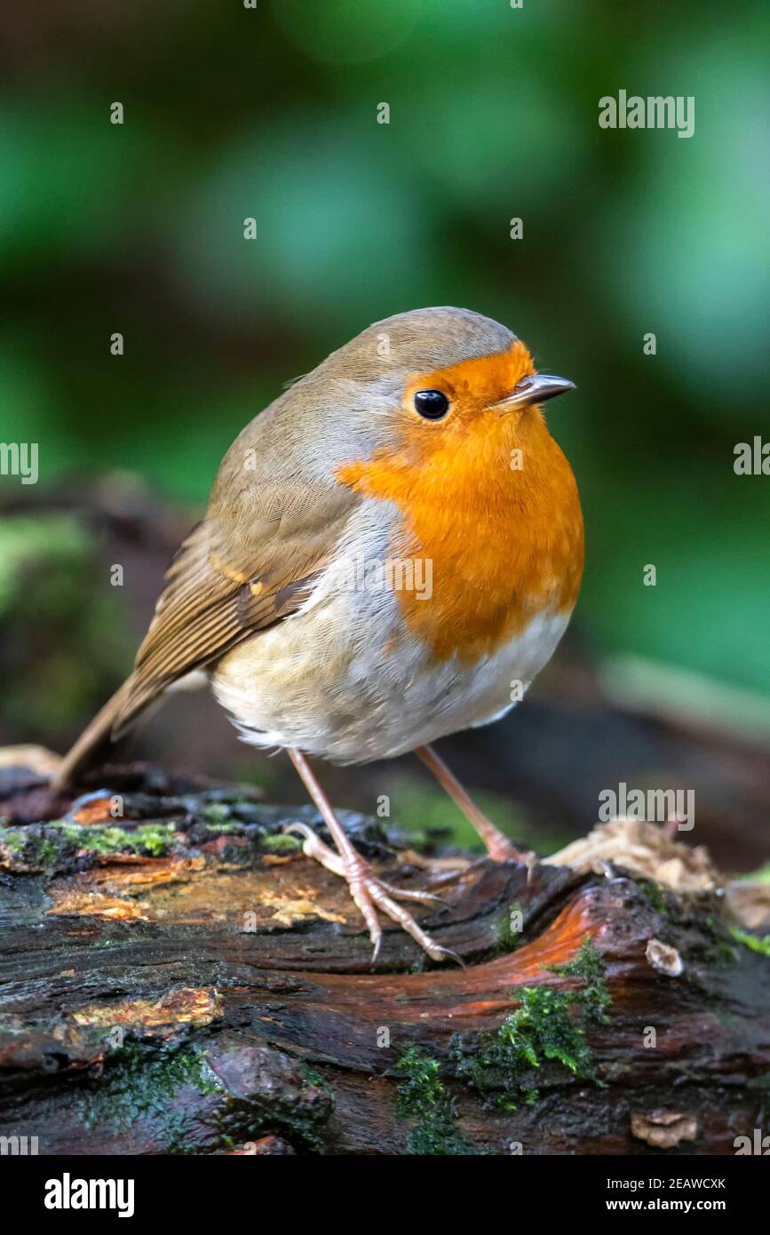 Rotbrustvogel (Erithacus rubecula) Stockfoto