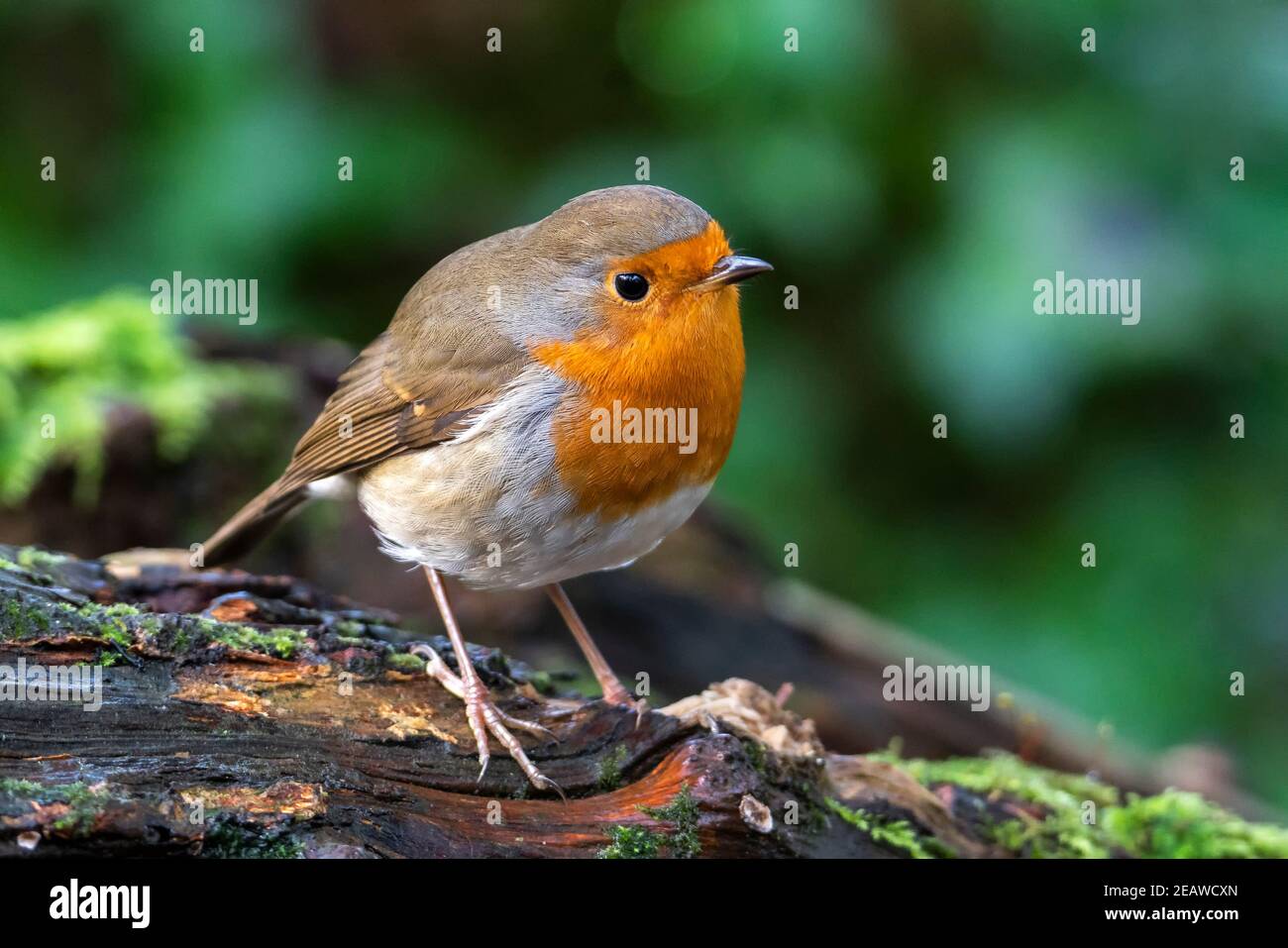 Rotbrustvogel (Erithacus rubecula) Stockfoto
