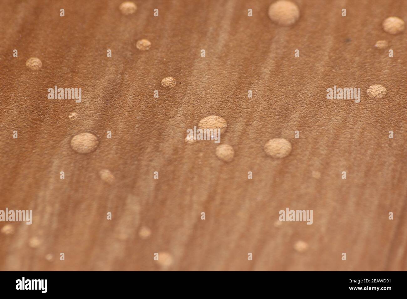 Nahaufnahme selektive Fokusansicht von Wassertropfen auf Holzboden. Stockfoto