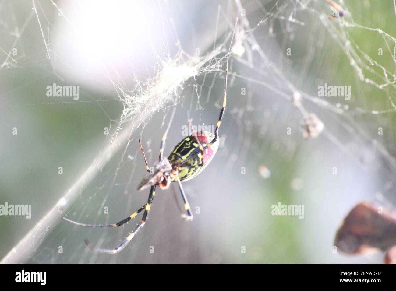 Nahaufnahme mit selektivem Fokus auf eine riesige Spinne und spinnennetze Stockfoto
